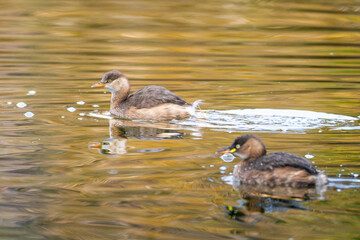 池を泳ぐカイツブリ