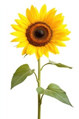 Obraz premium Single sunflower against white