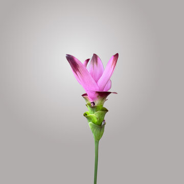Curcuma ornamentale - Curcuma alismatifolia