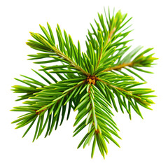 Fototapeta premium Green Spruce Branch CloseUp on Transparent Background