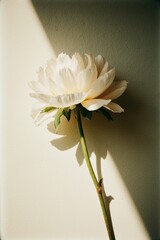 close up white peony flower head, minimal elegance photography