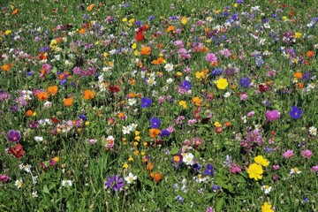 Vibrant meadow bursting with wildflowers in various colors