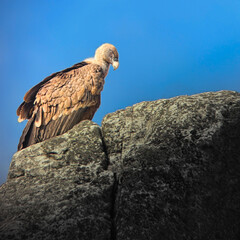 Griffon vulture perched on a rock in Monfragüe National Park, Cáceres, Spain. Iconic bird of prey of Extremadura.