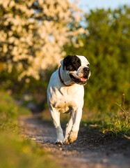 Dog walking on a path, white and black, springtime flowers