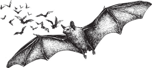 Bat drawing for Halloween. You can use this vector illustration in any size for your advertising, logos, and other works. © PanzaDesign