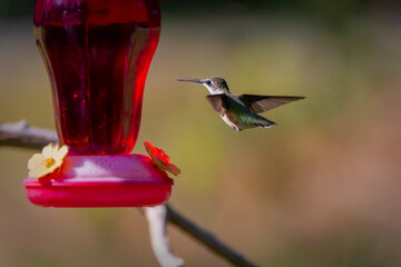 Obraz premium Ruby-throated hummingbird ( Archilochus colubris )