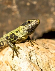 Obraz premium Close-up of a lizard with mottled green and black scales resting on a light-colored rock