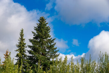 clouds over the forest