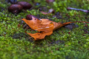 frog on the grass