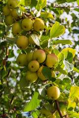 apples on a tree