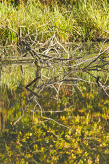 Trees are reflected in the pond vertical, branches and twigs are reflected on the water's surface, trees are reflected in the water, reflecting green leaves, light waves, green colors on the lake