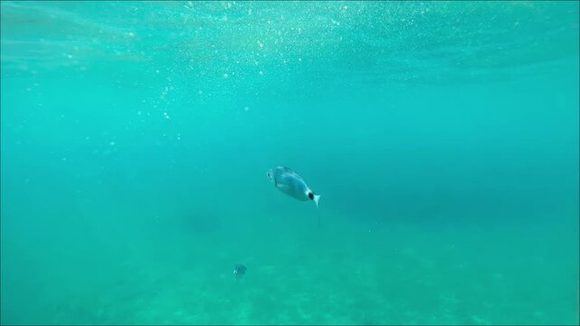 Underwater - swimming with fishes in Croatia Dalmatian Mediterranean sea