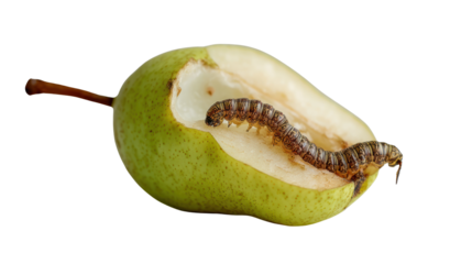 A cut pear with a caterpillar inside, showcasing unexpected nature and agriculture.