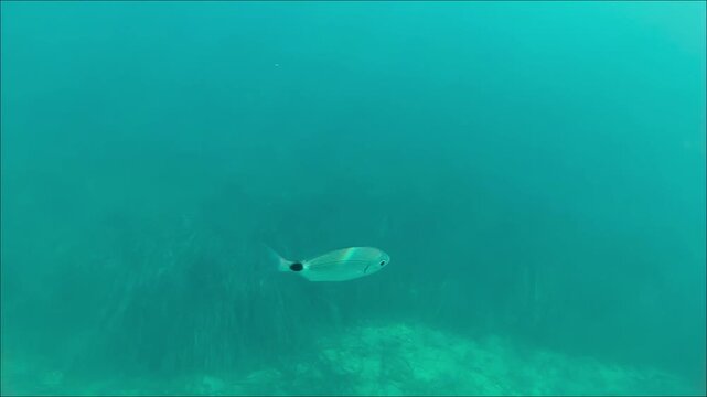 Diplodus Sargus swimming on the Mediterranean sea