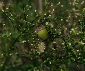 Obraz premium Close-up of a green acorn growing among wild plants and small blossoms in natural forest environment