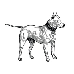 Staffordshire Terrier Dog Vintage Hand Drawn Illustration in Engraving Style