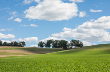 Wide open Field under the American Sky. green field and blue sky