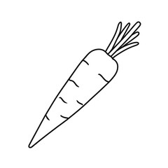 Fototapeta premium Hand-drawn illustration of a carrot, showcasing its unique shape and texture, perfect for food-related designs or recipes.
