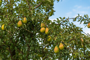 lemons on tree