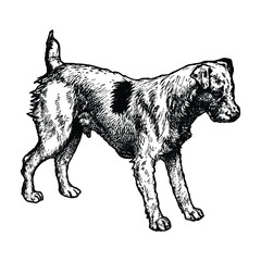 Terrier Dog Hand Drawn Illustration in Engraving Style