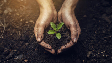 Hands cradling a tender seedling in rich soil, symbolizing growth, sustainability, and the promise of a flourishing future, perfect for environmental campaigns