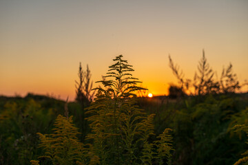 Obraz premium Minimal composition of goldenrod inflorescences against a clean gradient sky and low sun. Calm, spacious background suitable for wellness, ecology, seasonal and inspirational messaging.