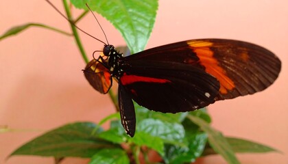 Close-up of a butterfly on a plant