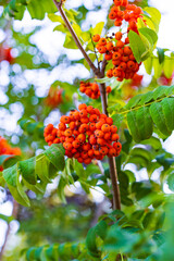 Orange berries on tree branch. A cluster of vibrant orange berries hangs on a tree branch surrounded by green leaves in a natural setting.