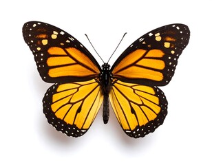Monarch butterfly, close-up