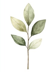 Watercolor illustration of a plant branch with leaves in muted greens and beige