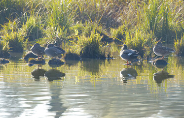 Resting gadwalls in the morning sun on reed tufts, gadwalls in the morning mist on tufts of earth...