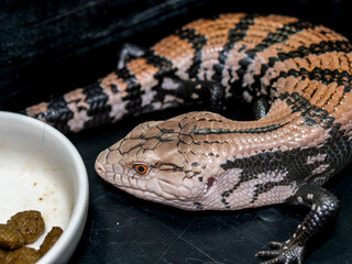 アオジタトカゲ