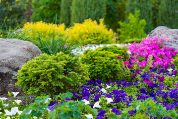 Obraz premium Vivid flower garden blooms. A lush garden filled with various colorful flowers, shrubs, and rocks creates a lively atmosphere in spring. Modern landscape design