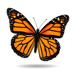 Fototapeta premium Monarch butterfly in flight
