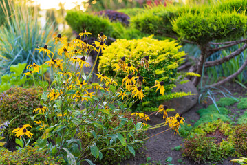 Bright garden of yellow blooms. Bright yellow flowers stand out in a lush garden during sunset, surrounded by greenery and well-manicured shrubs.