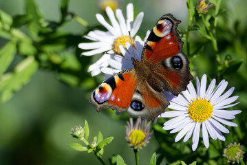 European peacock butterfly (Aglais io) sitting on a daisy in Zurich, Switzerland
