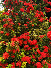 The background is adorned with a dense cluster of Ixora blooms, their vivid red petals merging into a striking sea of color.