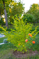 Vibrant plants in afternoon light. Lush green shrubbery stands alongside blooming orange roses in a tranquil garden during late afternoon sunlight.