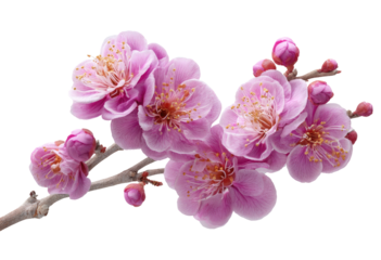 Close-up of delicate pink blossoms on a branch (3)