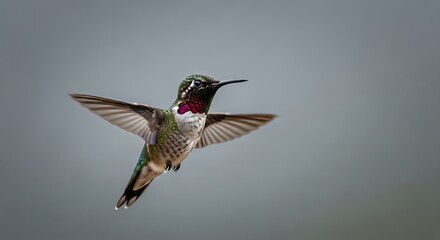 Fototapeta premium Majestic hummingbird in flight captures detail of iridescent plumage and delicate wings