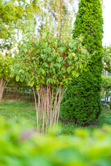 Afternoon garden with green shrubs. Lush green shrubs grow in a garden, surrounded by tall trees, reflecting the beauty of a sunny afternoon.