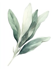 Delicate sage leaves, soft watercolor style, light greens and greys