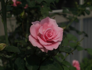 Single rose at full bloom