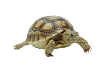 The Sulcata tortoise (Centrochelys sulcata), also known as the African spurred tortoise, is the largest mainland tortoise species and the third-largest in the world.
