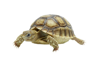 The Sulcata tortoise (Centrochelys sulcata), also known as the African spurred tortoise, is the largest mainland tortoise species and the third-largest in the world.