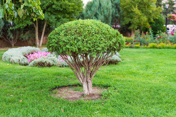 Charming rounded bush for garden. A neatly trimmed rounded bush stands in a vibrant garden filled with blooming flowers and lush greenery.
