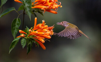 Tailorbird hovering over flowers for nectar. Close up.