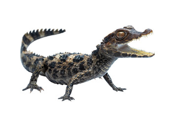 Naklejka premium Cuvier’s dwarf caiman (Paleosuchus palpebrosus) is a small crocodilian in the alligator family from northern and central South America. 