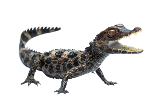 Cuvier’s dwarf caiman (Paleosuchus palpebrosus) is a small crocodilian in the alligator family from northern and central South America. 