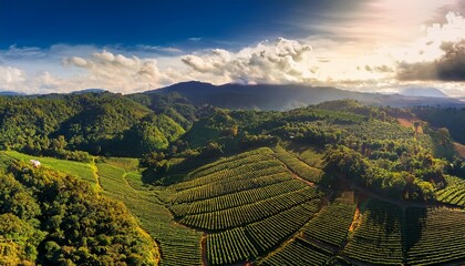 jamaican blue mountains coffee plantation stunning aerial view